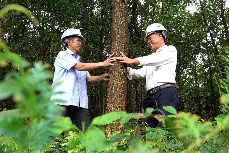 Giao chủ đầu tư triển khai thực hiện hỗ trợ trồng rừng sản xuất gỗ lớn năm 2026