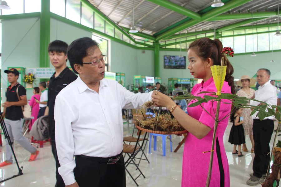 Be ready for Ngoc Ling ginseng festival in Nam Tra My