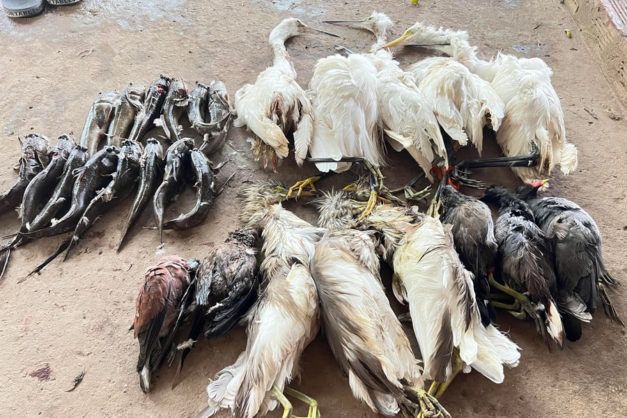 Bảo vệ động vật hoang dã trên không gian mạng