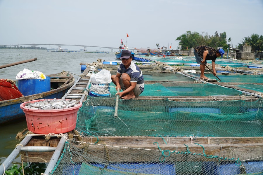 Người nuôi cá lồng bè trắng tay vì cá chết hàng loạt ở hạ du sông Thu Bồn