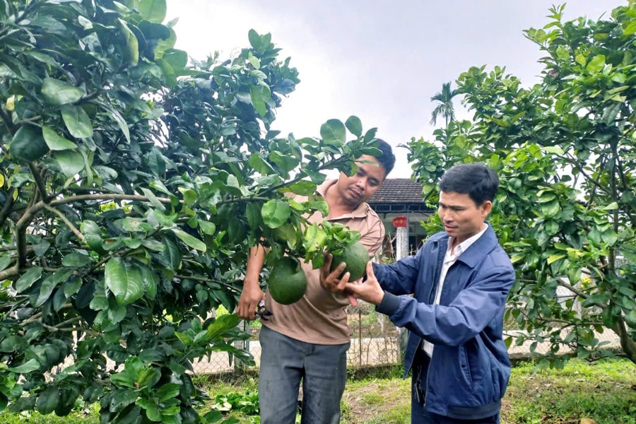 Phát triển kinh tế vườn, trang trại ở Quế Sơn: Chuyển động theo hướng hàng hóa