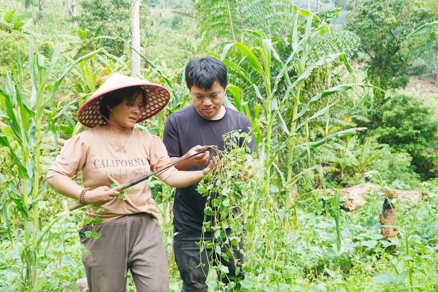 Quảng Nam mời gọi đầu tư vào ngành dược liệu và chế biến sâu