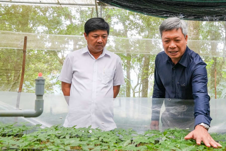 Sâm Ngọc Linh và dược liệu Đà Nẵng được phát triển hợp pháp trong rừng