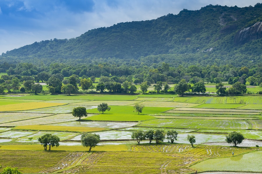 Một bữa quê người