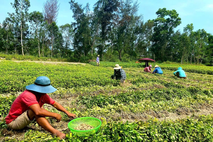 Ngành nông nghiệp Quảng Nam chuyển đổi hiệu quả cây trồng trên đất lúa