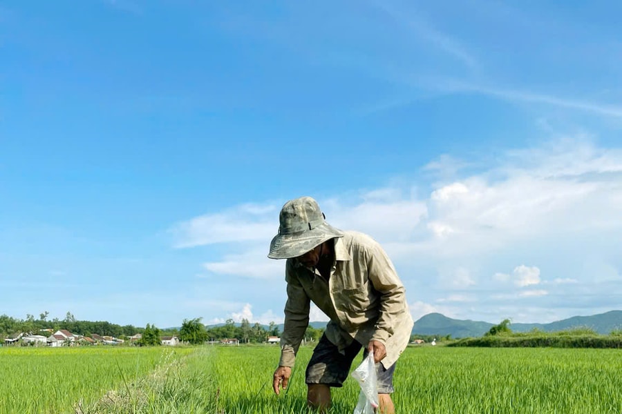 Quảng Nam có 87ha lúa bị ốc bươu vàng gây hại