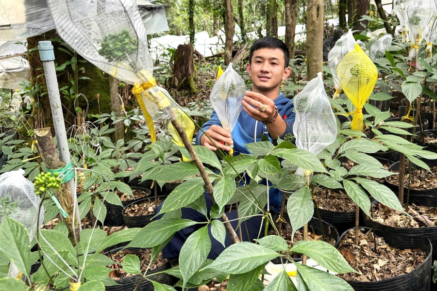 “Cởi trói” cho dược liệu dưới tán rừng