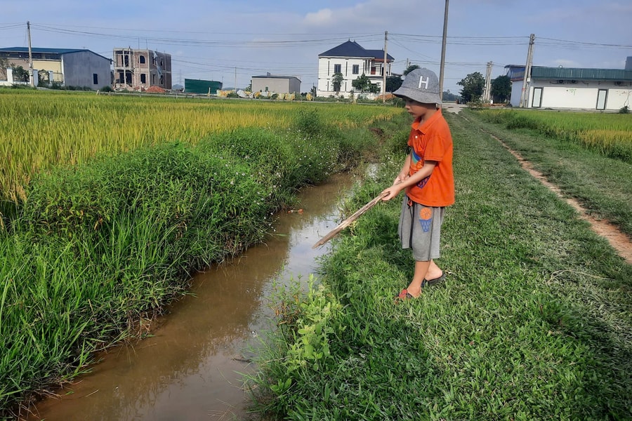 Mùa hè bất tận