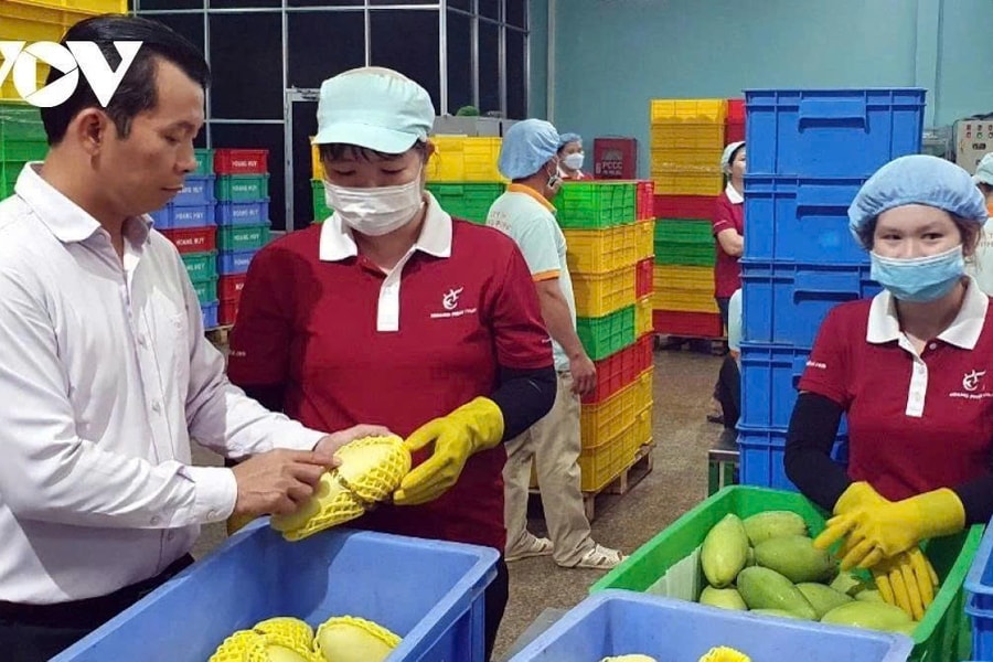 Vietnam’s fruit and vegetable exports rebound strongly in June