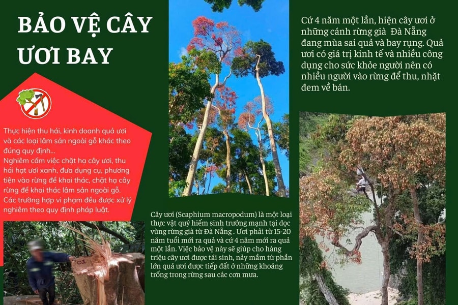 Giữ rừng giữa mùa ươi bay