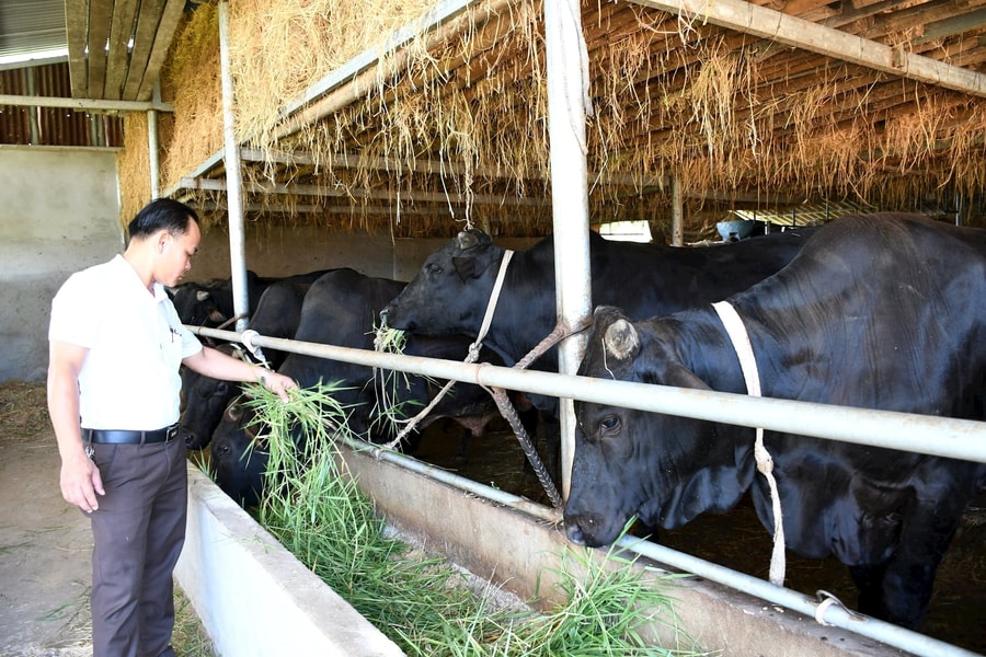 Công nghệ cao dịch chuyển ngành chăn nuôi
