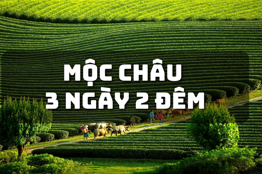 Tour Mộc Châu Mai Châu: Trải nghiệm viên ngọc Tây Bắc, đồi chè Trái tim