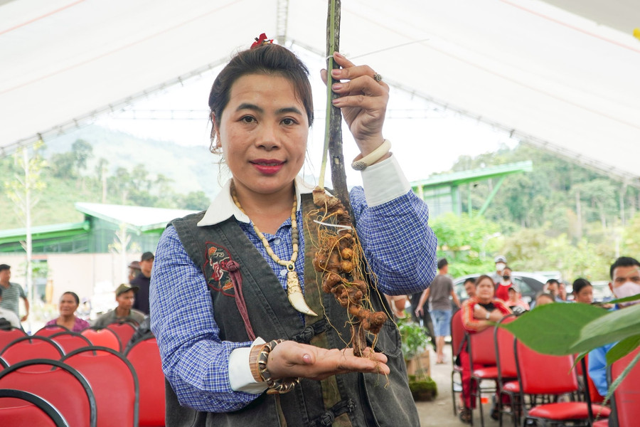 Unique Ngoc Linh ginseng competition in Da Nang