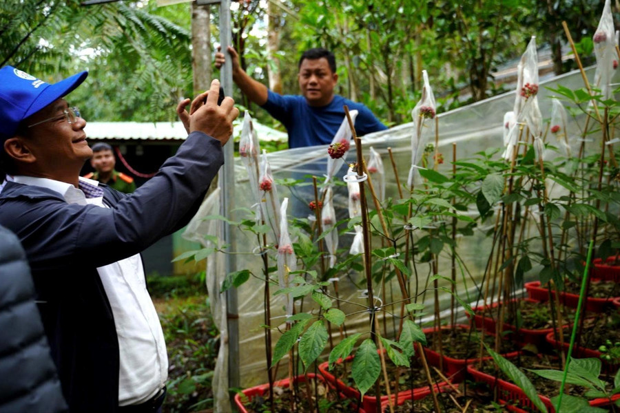Da Nang appeals for investment into Ngoc Linh ginseng area development