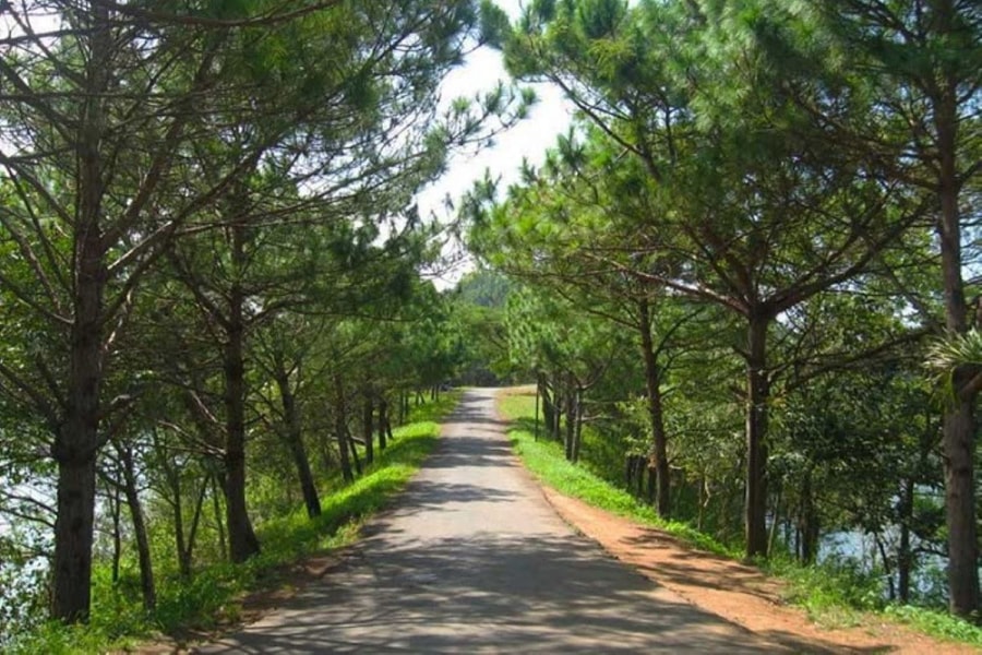 Thị trấn với những hàng thông xanh