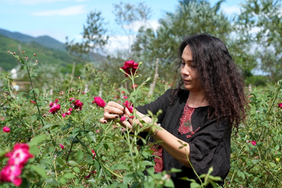 Distinctive taste of rose tea in Da Nang