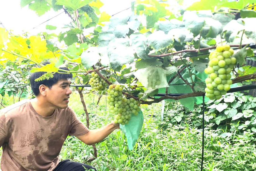 Effective vineyard model in Da Nang’s Dai Loc Commune