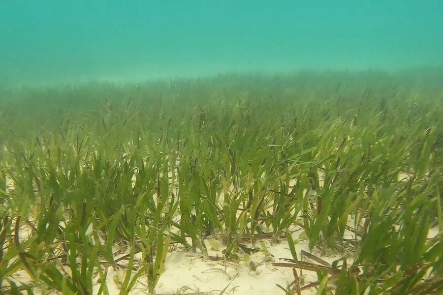 Báo động suy thoái thảm cỏ biển ở Cù Lao Chàm