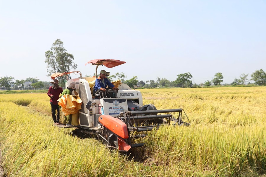 Khẩn trương thu hoạch vụ lúa hè thu 2025