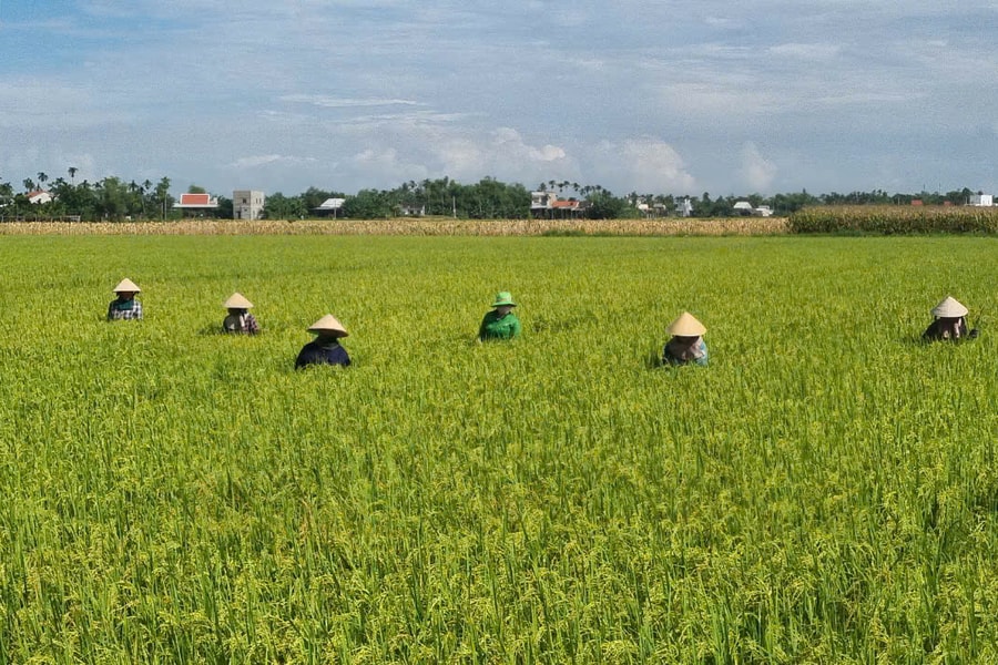 Hiệu quả mô hình liên kết sản xuất giống lúa nếp