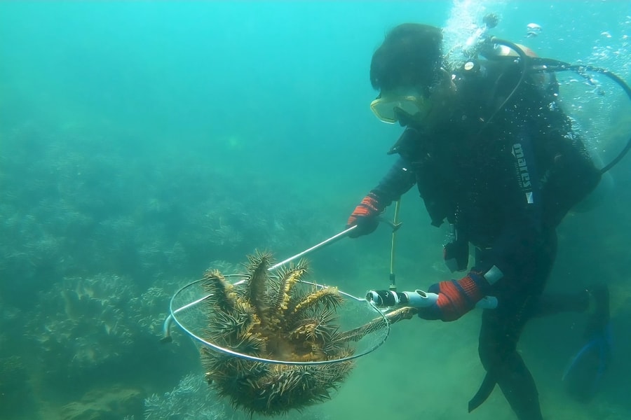 Young divers revive coral reefs off Cham Islands, Da Nang