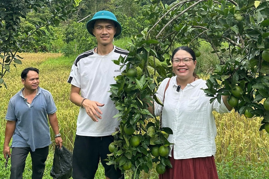 Hỗ trợ tiêu thụ cam cho người dân miền núi