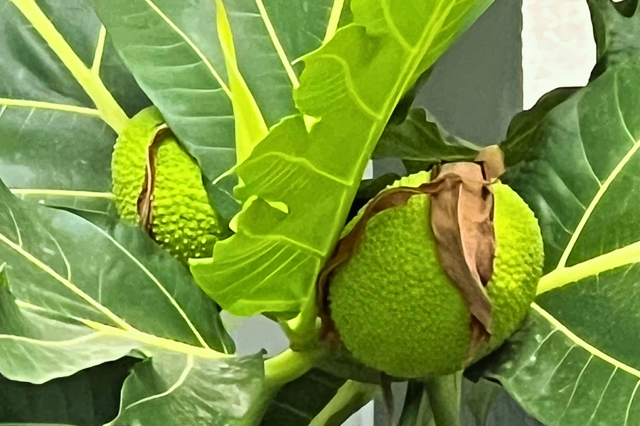 Lâu ngày nhớ vị Sa kê