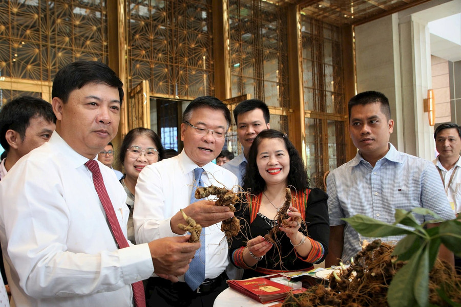 The aspiration from Ngoc Linh ginseng