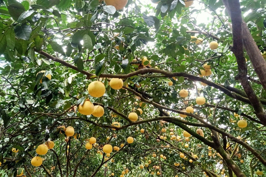 Hương bưởi chín trong vườn