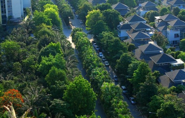 Cây Ba Miền: Kiến tạo không gian xanh bền vững cho các công trình hiện đại