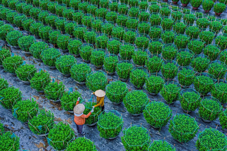 Green spaces in heart of Da Nang