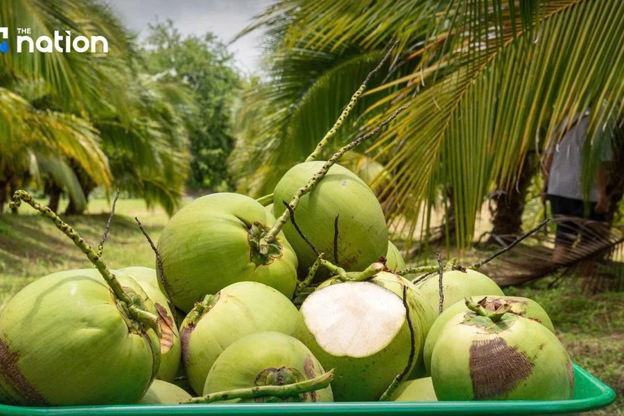 Ngành xuất khẩu dừa Thái Lan gặp khó