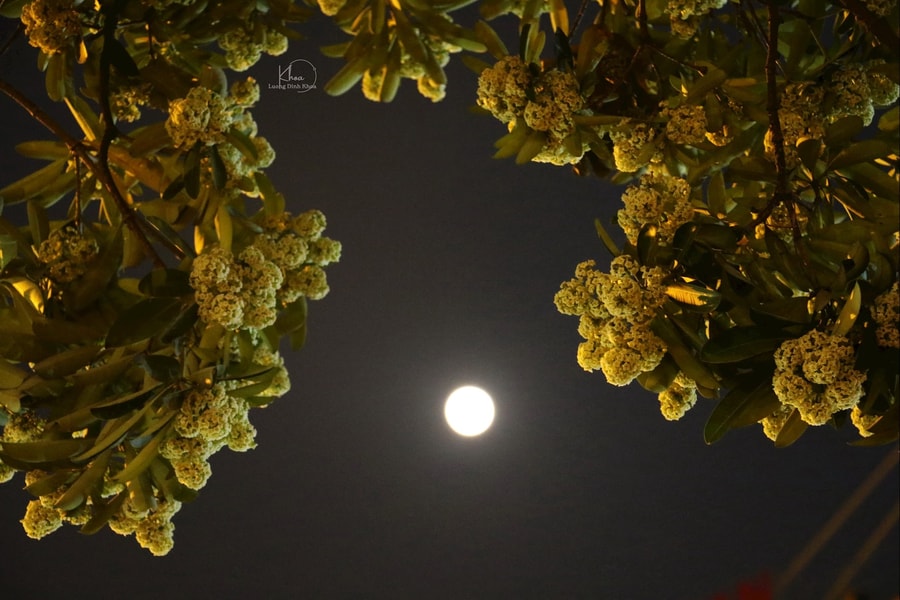 Những mùa hoa thơm nồng ký ức