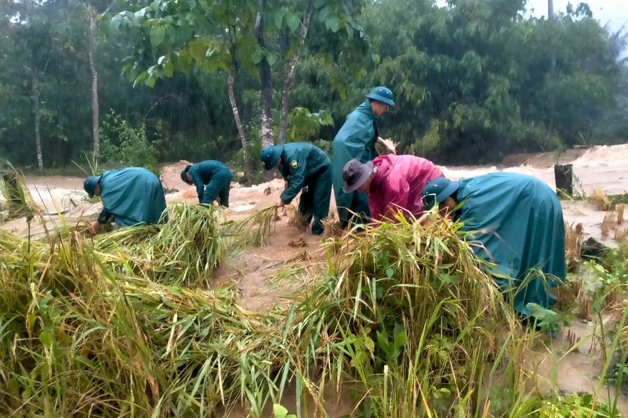 Dân quân xã La Dêê hỗ trợ người dân gặt lúa chạy lũ