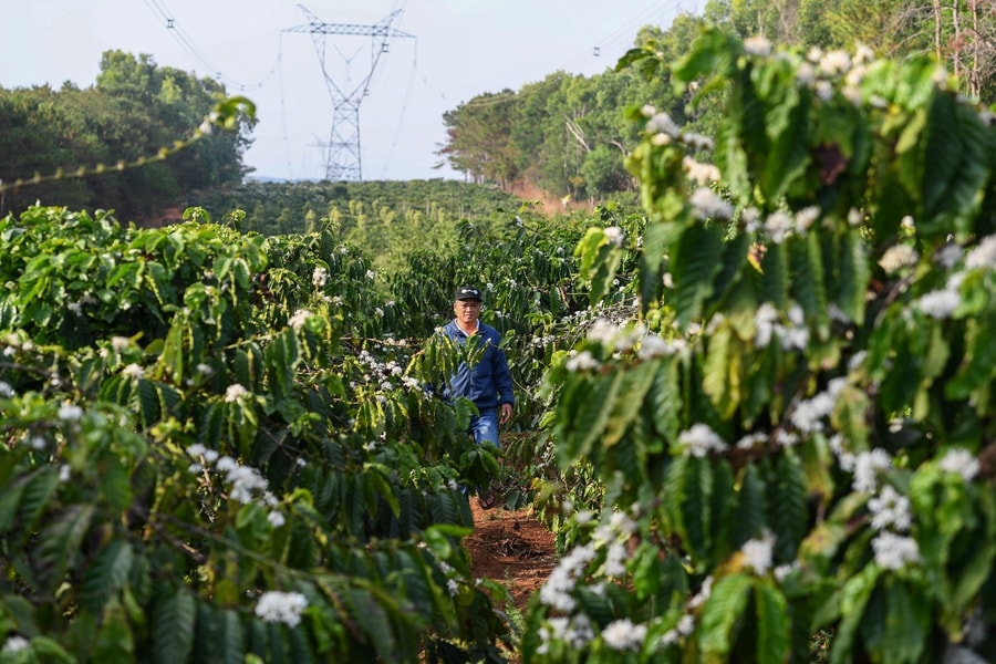 Giá cà phê hôm nay 29/10: Hạn hán Brazil “châm ngòi”, giá robusta Việt “nín thở” chờ đỉnh mới