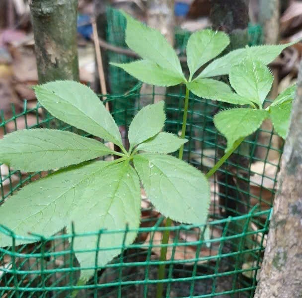 Phát huy tiềm năng trồng cây dược liệu tại Núi Chúa