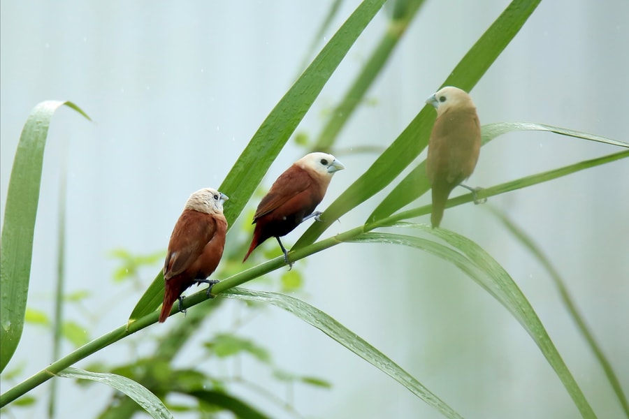 Những cánh chim Di bên sông Hàn