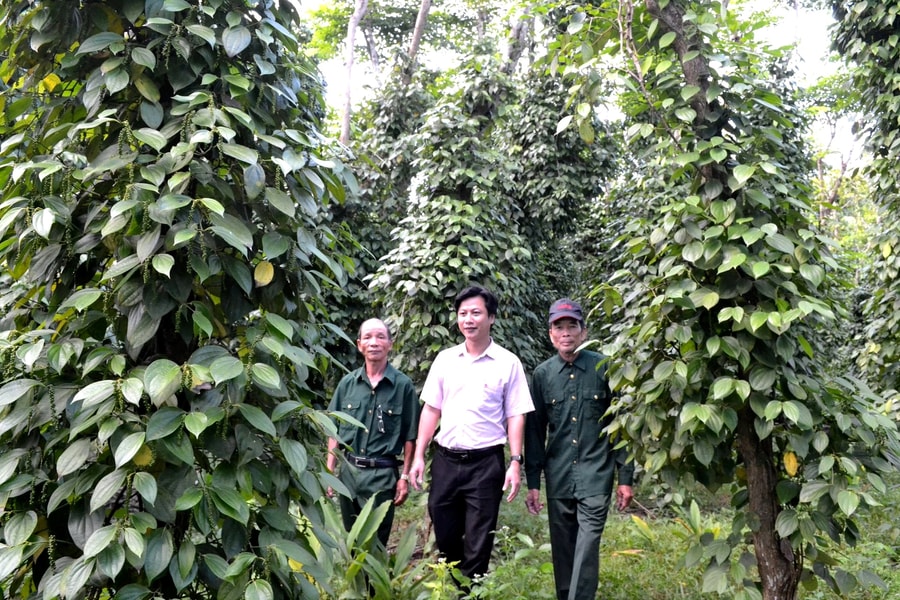 Hiệu quả ủy thác tín dụng chính sách