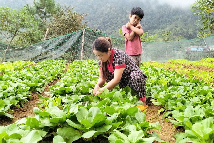 Tiếp sức phụ nữ Cơ Tu làm kinh tế