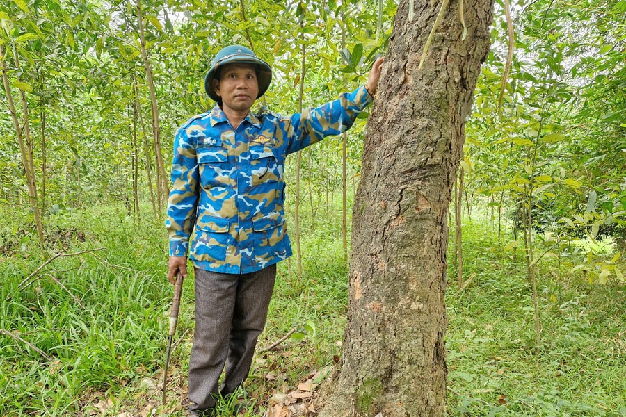 Xanh tốt những cánh rừng trồng gỗ lớn