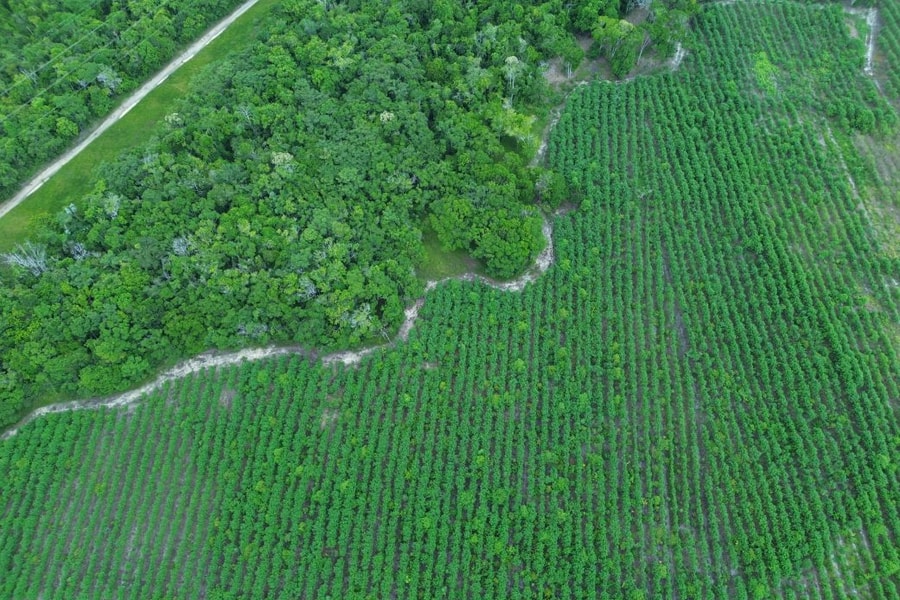 Công nghệ phục hồi rừng mưa tại Brazil