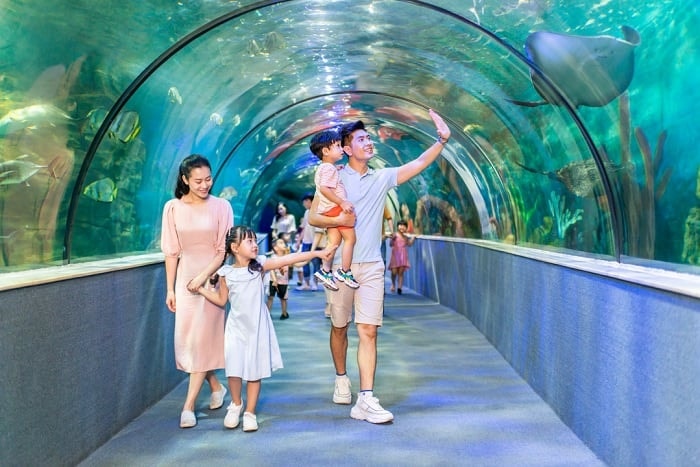 Thủy cung Times City: Hành trình khám phá đại dương giữa lòng Hà Nội
