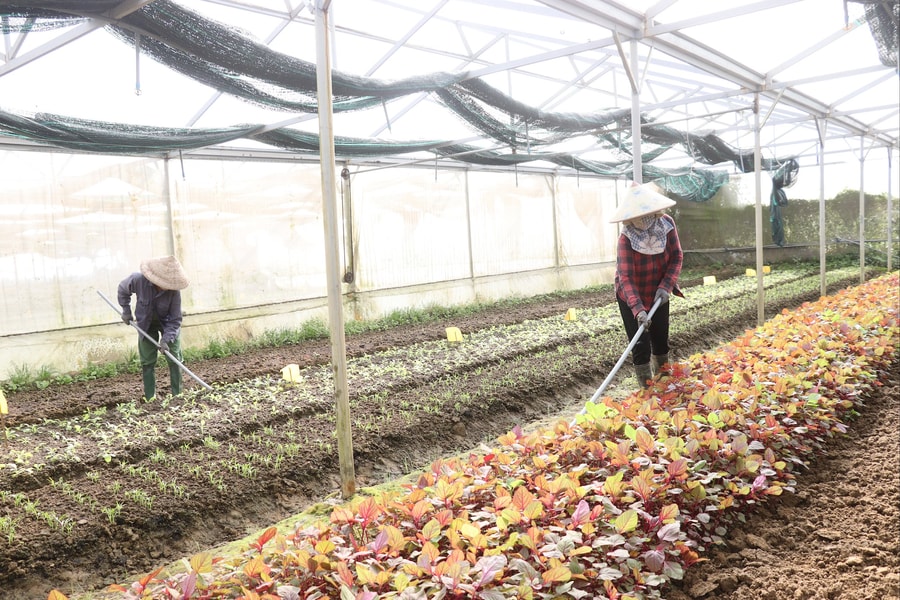 Nông sản hối hả vào vụ Tết