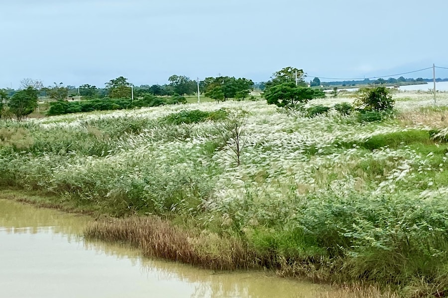 Lau trắng ngang sông