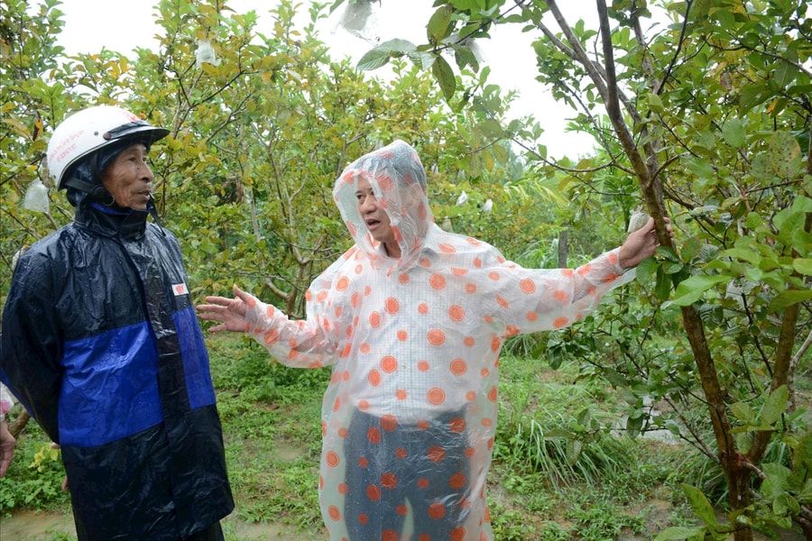 Giúp nông dân khôi phục sản xuất