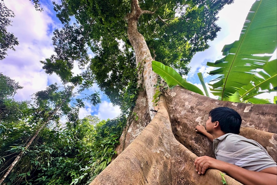 Giữ rừng ở Đồng Râm