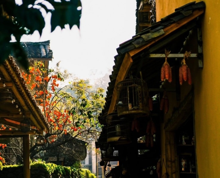 Lô Lô Chải: Cây hồng bất ngờ thành điểm hút khách ở Hà Giang