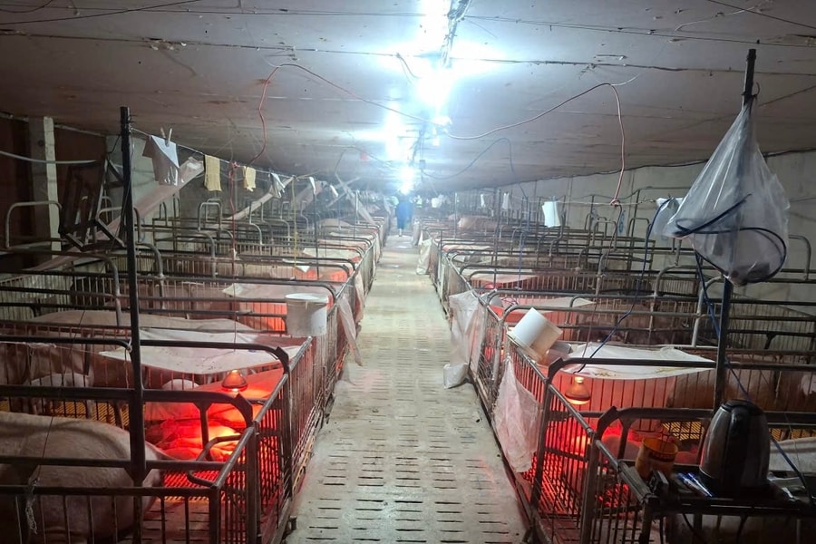 Bảo đảm nguồn cung thịt heo dịp cuối năm