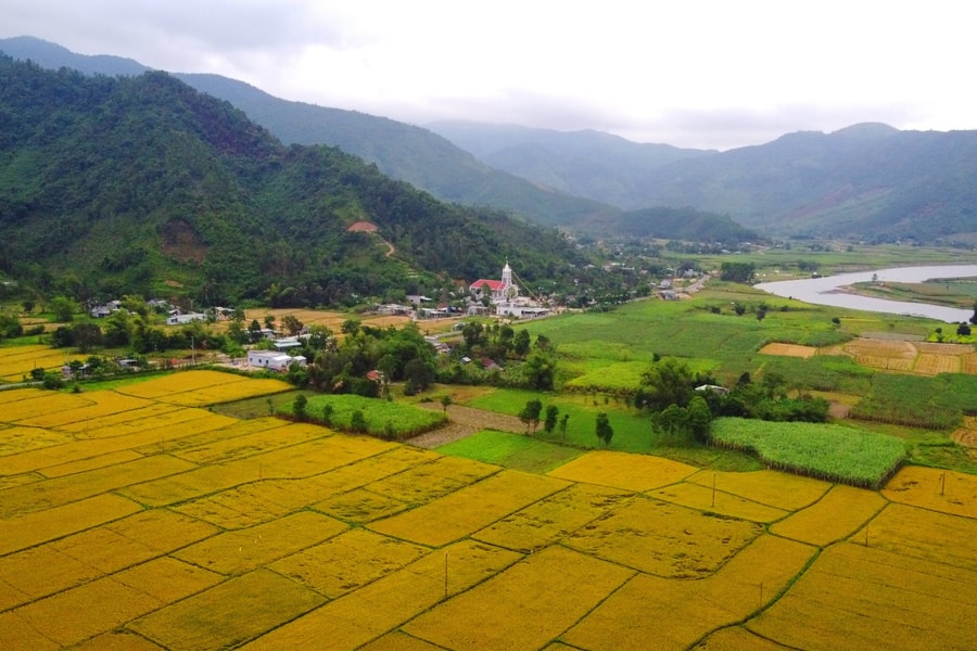 Những điểm mới trong chính sách hỗ trợ sản xuất lúa tại Đà Nẵng