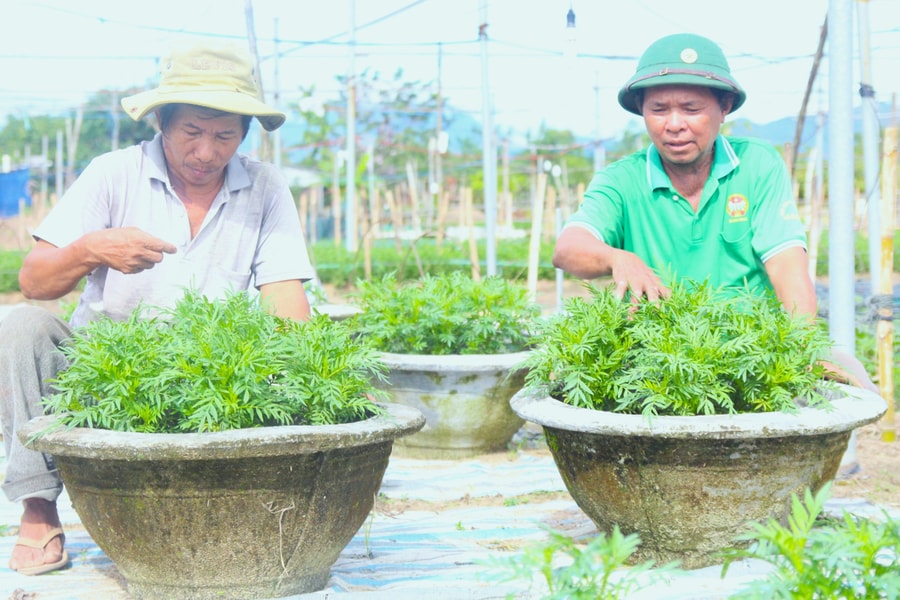 Vùng hoa Gò Giảng khôi phục sản xuất sau thiên tai